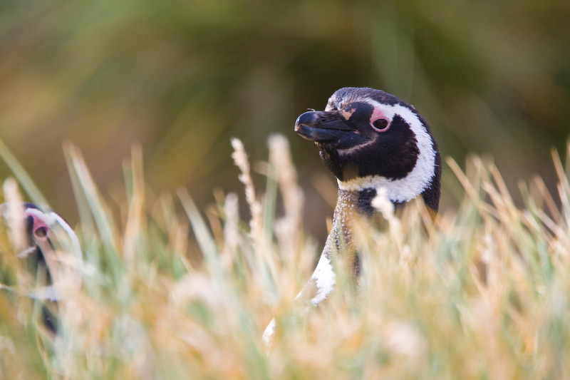 Magellanic Penguin